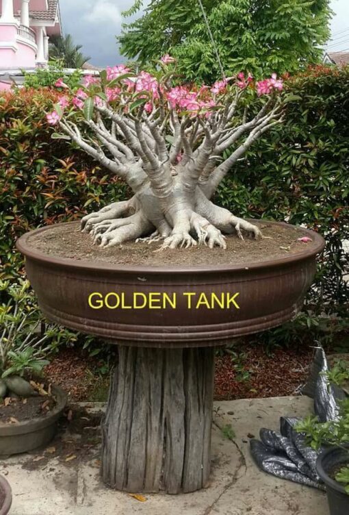 Adenium Golden Tank