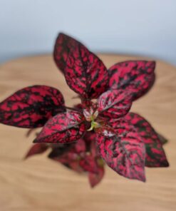 Hypoestes red