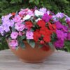 impatiens accent