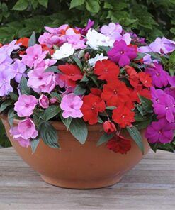 impatiens accent