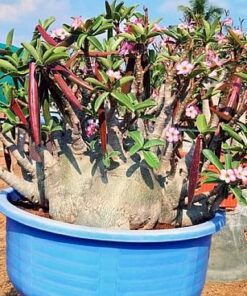 adenium Indian Rhino