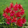 Ixia Red