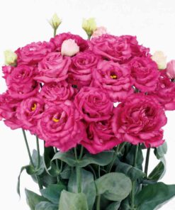 Lisianthus Maquia Rouge