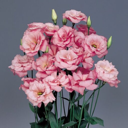 Lisianthus Pink