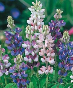 Lupin Pixie