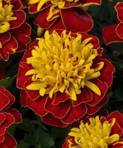 French Marigold Super spry