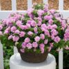 Petunia Double Pink