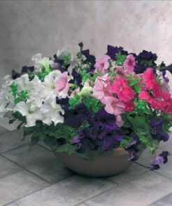 Petunia Eagle Mix