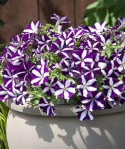 Petunia Purple Star