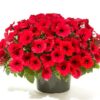 Petunia Red Nursery pack