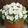 Petunia White