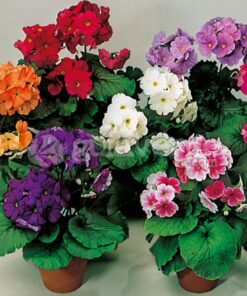 primula obconica