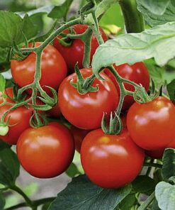 Tomato F1 hybrid