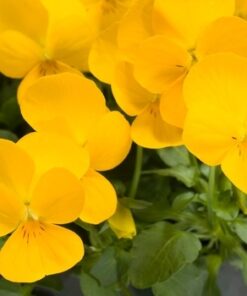 Viola rebelina golden yellow