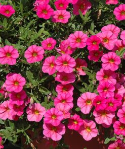 calibrachoa deep pink