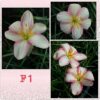 Rain Lily F1
