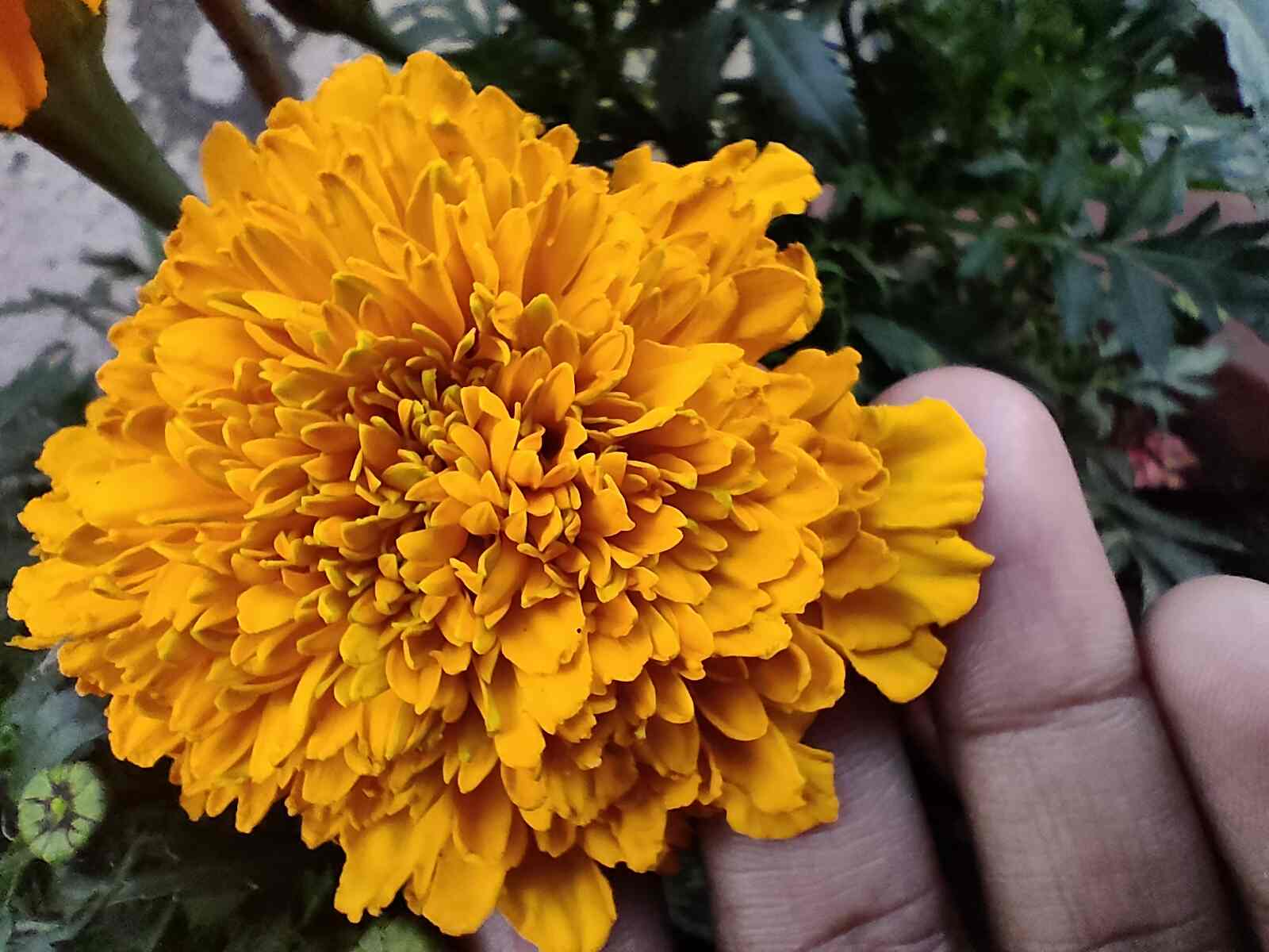 Marigold Inca Orange Double Seeds pack of 15-20 seeds imported photo review