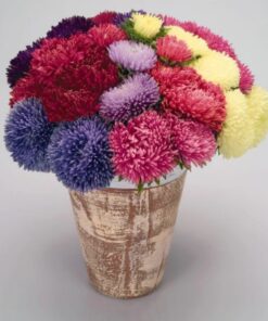 aster gala