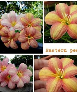 Rain Lily Eastern Pearl