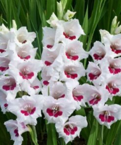 Gladiolus Fiorentina