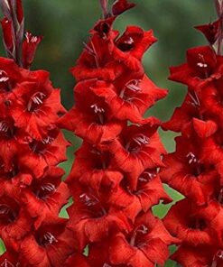 Gladiolus Red Sensation