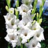 Gladiolus White