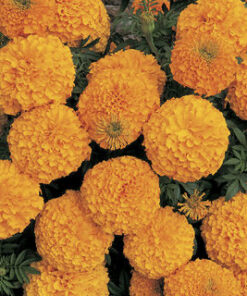 Marigold Inca Orange