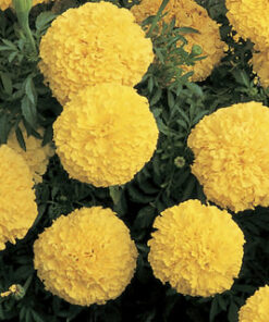 Marigold Inca Yellow