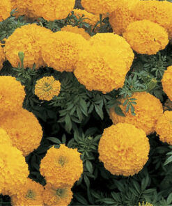 Marigold Inca Gold