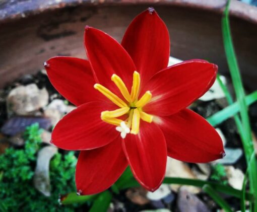 Rain Lily Maroon Blossom