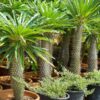 Pachypodium lamerei