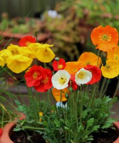 Poppy Garden Gnome