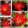 Rain Lily Rojo Bulb
