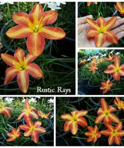 Rain Lily Rustic Rays