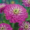 zinnia elegance purple