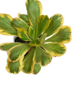 Euphorbia Poissonii Variegated
