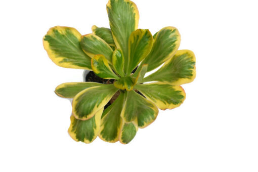Euphorbia Poissonii Variegated