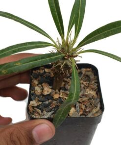 Pachypodium Lamerei