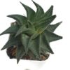 haworthia limifolia