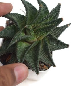 haworthia limifolia