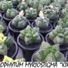 Astrophytum myriostigma Kikko