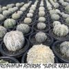 Astrophytum Asteria Superkabuto