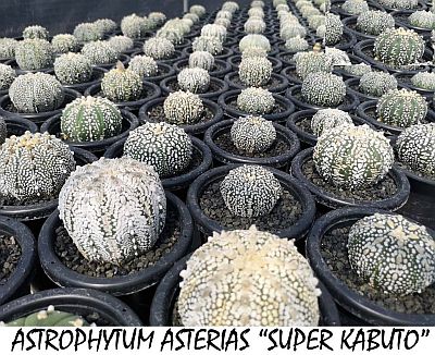 Astrophytum asterias Super KABUTO rare cactus 10 SEEDS 