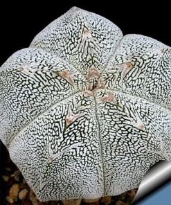 Astrophytum myriostigma Onzuka