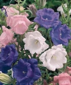 Campanula Mix