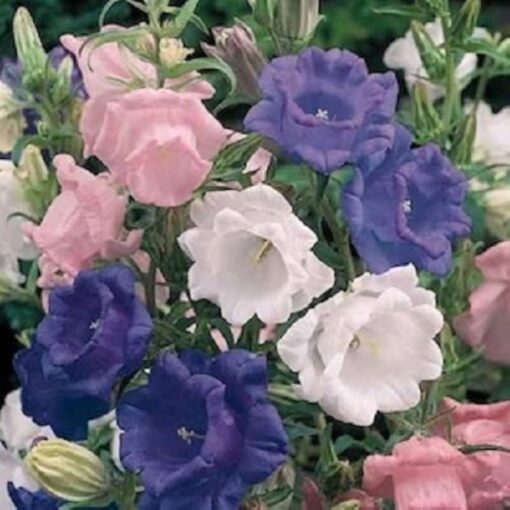 Campanula Mix