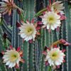Cereus peruvianus