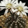Gymnocalycium Ragonesei