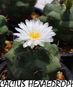 Thelocactus hexaedrophorus