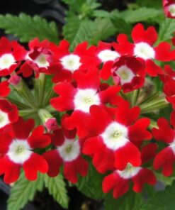 Verbena Red with white
